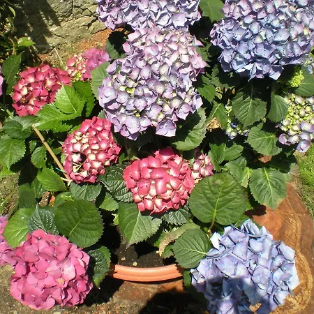 Al Calcandola Bed & Breakfast