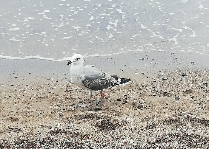 Al Calcandola Sarzana